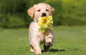 chiens fleurs