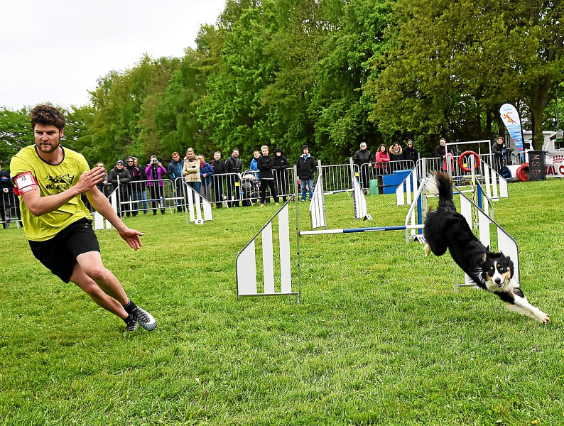 Parcours d'obstacles avec son chien