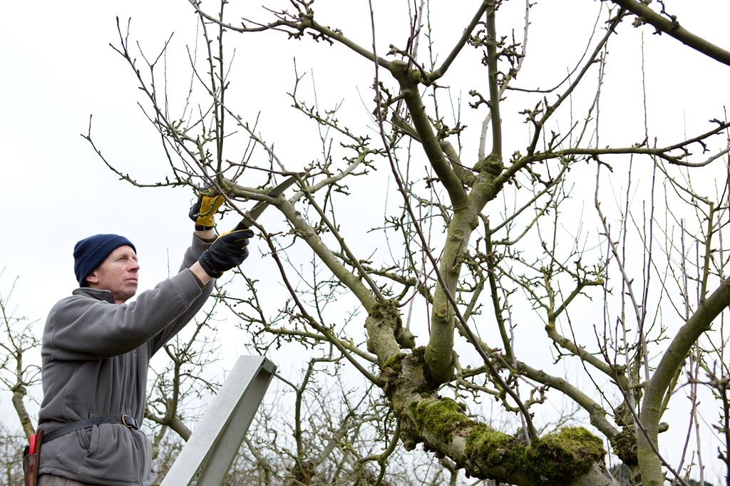 Devenir professionnel dans le domaine de l’élagage