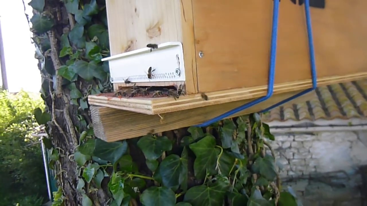 Capturer un essaim d'abeilles